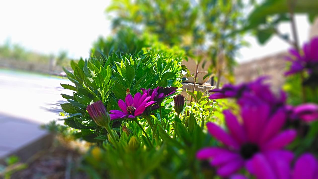 Dimitris Villa Hotel マタラ エクステリア 写真